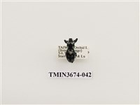 藏品(象鼻蟲(2))的圖片